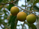 سیستان و بلوچستان مهد میوه های گرمسیری 