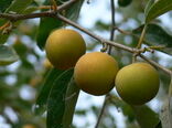 سیستان و بلوچستان مهد میوه های گرمسیری 