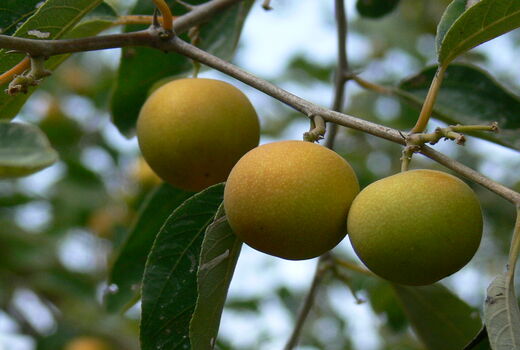 سیستان و بلوچستان مهد میوه های گرمسیری 