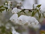 توصیه‌هایی برای باغداران و گلخانه داران برای مقابله با یخبندان