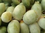 خطر کنه گردآلود در کمین محصول خرما
