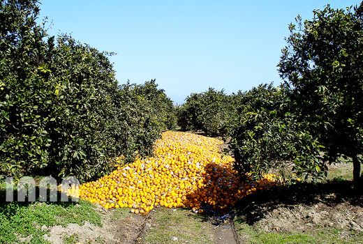 برداشت پرتغال در باغات مازندران