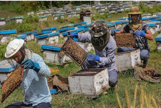 سرشماری زنبورستان‌های کشور منتفی شد
