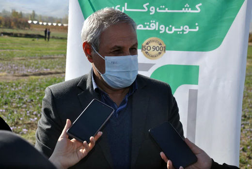 تولید 58 درصد زعفران استان در شهرستان مرند/ مرند قطب تولید زعفران