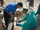 هشدار سازمان دامپزشکی نسبت به خطر بیماری تب کنگو 