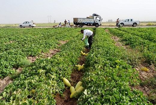 برداشت محصولات جالیزی از ۳۲۰ هکتار جالیز شهرستان طبس