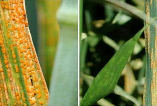 معرفی ۵ بیماری قارچی تهدیدکننده مزارع گندم
