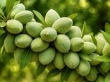 آذربایجان شرقی در مسیر توسعه کشت بادام؛  برداشت ۱۴ هزار تن محصول در سال جاری