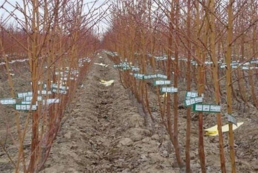 کاشت نهال مقاوم به سرما  در باغات استان  قزوین