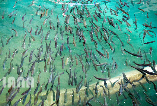 پرورش ماهی در زنجان 