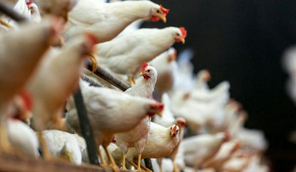 واردکنندگان پیش‌پرداخت خرید مرغ‌داران را بازگرداندند 