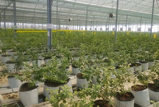 بهره برداری از گلخانه 20 هکتاری در استان گیلان با حمایت بانک کشاورزی