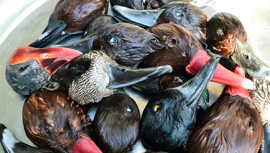 عکس روز:نسل‌کشی پرندگان مهاجر 