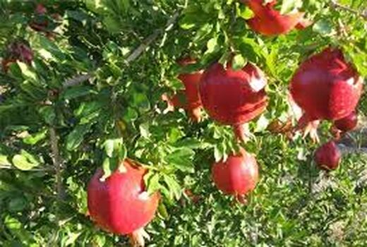 تولید 28 هزارتن انار در مرودشت