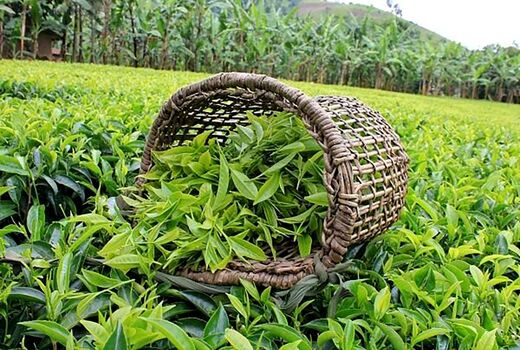 خرید برگ سبز چای در چین نخست افزایش ۷ درصدی یافت