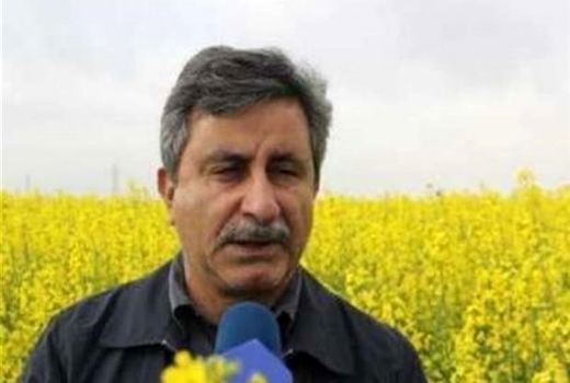 تولید 800هزار تن دانه های روغنی در سال زراعی جاری