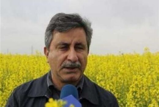 تولید 800هزار تن دانه های روغنی در سال زراعی جاری