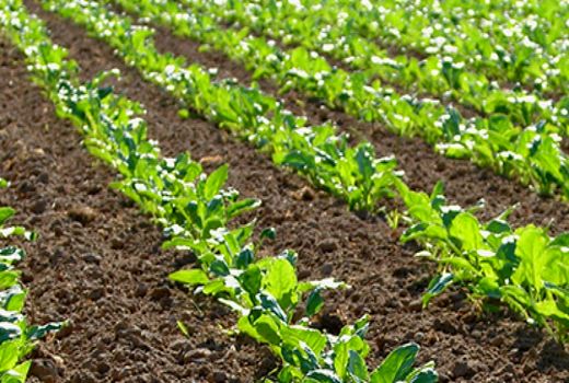 تولید 90 هزار تن شکر با توسعه کشت پاییزه چغندرقند