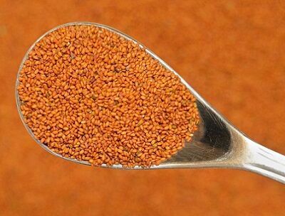 دیم کاری بیش از 3 هزار هکتار خاکشیر در مرودشت