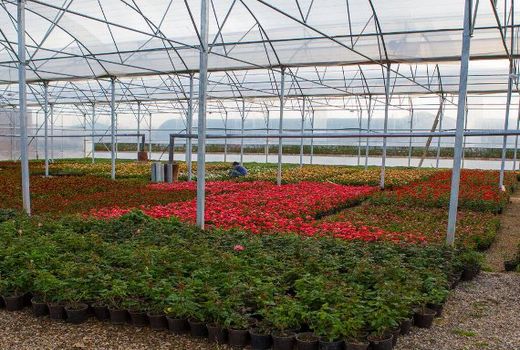 نوسان قیمت‌ اصلی‌ترین چالش در توسعه کشت گلخانه ای در استان اصفهان است