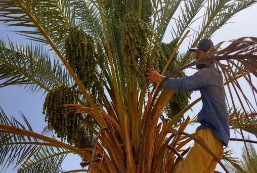 خوشه آرایی درختان خرما در خنج