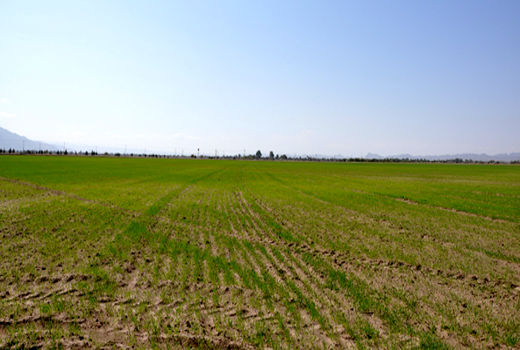 30هزار هکتار از زمین‌های کشاورزی سیستان زیر کشت پاییزه 