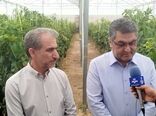 عزم جدی شرکت شهرک‌های کشاورزی برای توسعه گلخانه‌ها در ایلام
