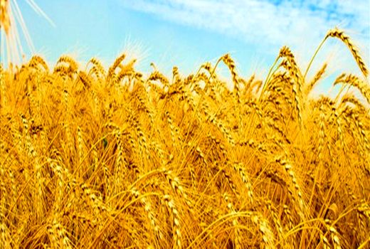 خرید تضمینی ۱۲۱ هزار تن گندم از کشاورزان اصفهانی