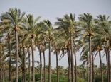 سهم 14 درصدی ایران از تولید خرما/ جایگاه صادراتی خرمای ایران تقویت شود