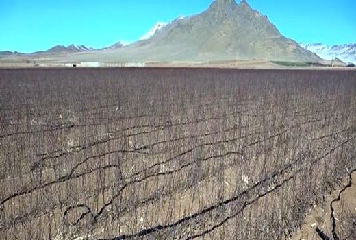 روزهای پرکار بزرگترین نهالستان مناطق سردسیر کشور