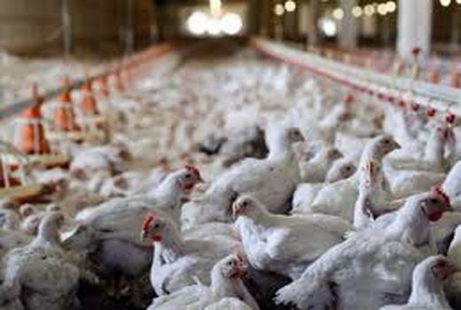 آنفولانزای فوق حاد پرندگان به استان خراسان شمالی سرایت نکرده است