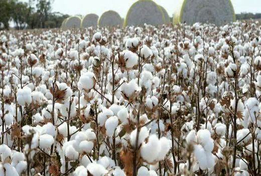 کشت 480 هکتار پنبه در شهرستان اسفراین