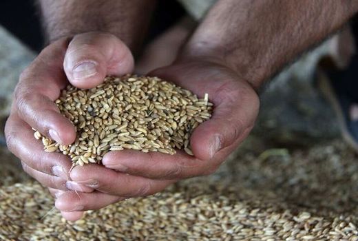 مشکل تامین نهاده‌های دامی تا چند روز آینده حل می‌شود