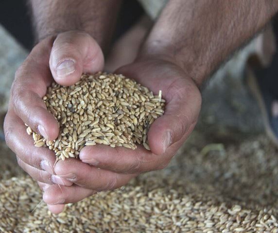 مشکل تامین نهاده‌های دامی تا چند روز آینده حل می‌شود