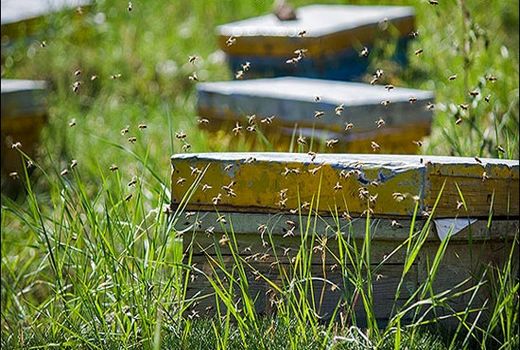 برگزاری کارگاه آموزشی پرورش زنبور عسل در شهرستان ملکشاهی