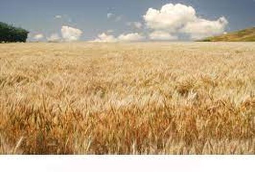 تاکید بر لزوم مدیریت تغذیه بهینه مزارع گندم در دیم زارهای استان 