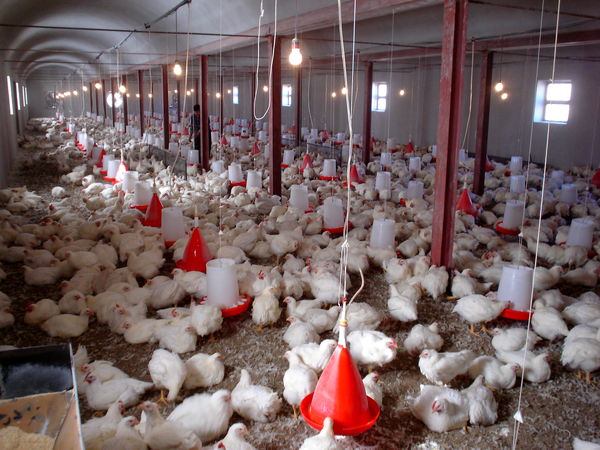 رشد پنج‌ درصدی تولید مرغ گوشتی در بافق