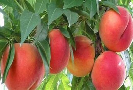 برداشت 14 هزار تن هلو از باغات استان کرمان در سال جاری