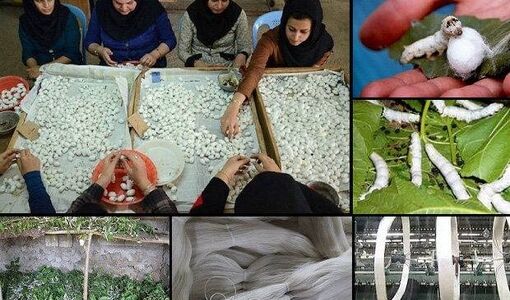آموزش نوغانداری در سال ۱۴۰۶ نتیجه‌محور می‌شود