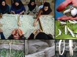 آموزش نوغانداری در سال ۱۴۰۶ نتیجه‌محور می‌شود