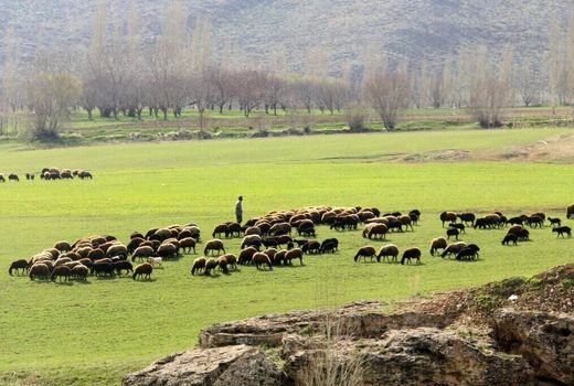  قاچاق دام در استان نداریم