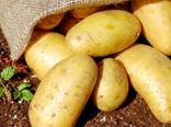 برداشت بیش از 515 هزار تن سیب زمینی از اراضی این شهرستان