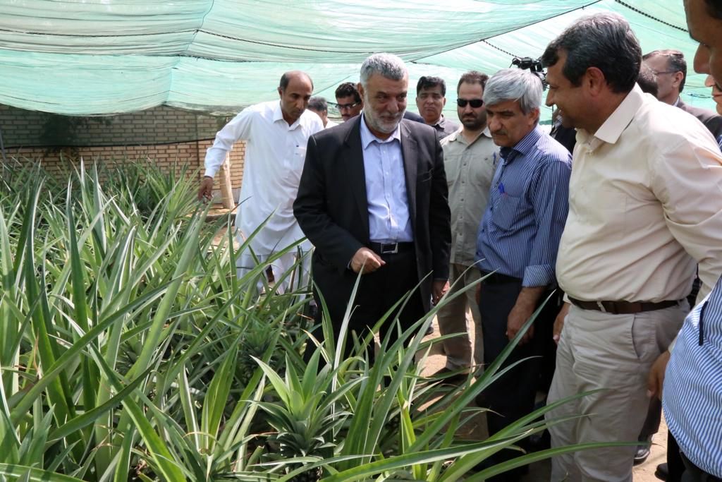  بازدید وزیر جهاد کشاورزی از گلخانه تحقیقاتی پرورش نهال کشت بافتی آناناس در چابهار
