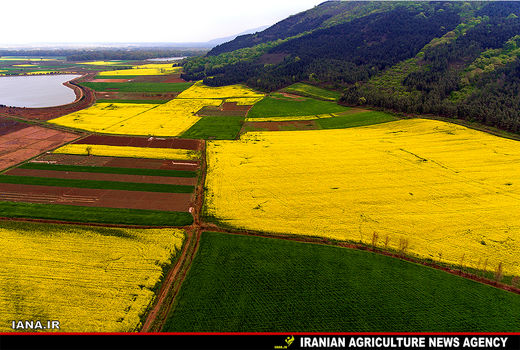 اصلاح بافت خاک زراعی با کشت کلزا