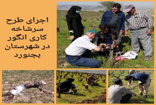آغاز طرح سرشاخه کاری انگور در شهرستان بجنورد