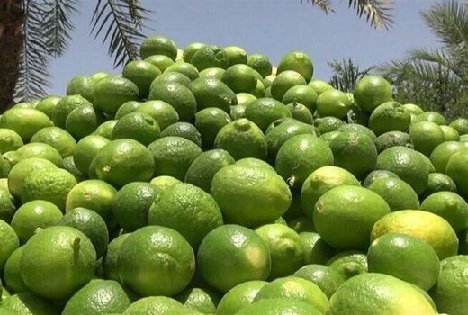 برداشت ۶۰ هزار تن لیمو در بوشهر
