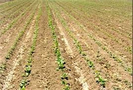  آغاز کشت نشایی چغندرقند در شهرستان کیار