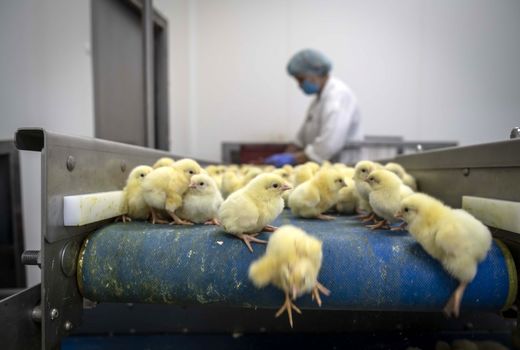 درآمد 870 هزار دلاری از صادرات جوجه‌ یک‌روزه به افغانستان