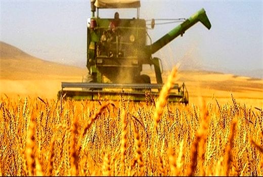 خرید گندم از کشاورزان چهارمحال و بختیاری از مرز 14 هزار تن گذشت