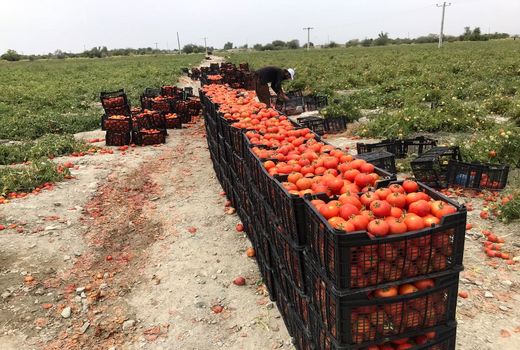 برداشت 45 هزارتن گوجه فرنگی درسیستان وبلوچستان
